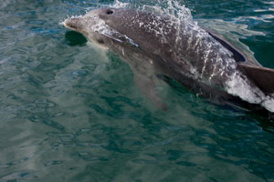 SB-Dolphin-Pittwater